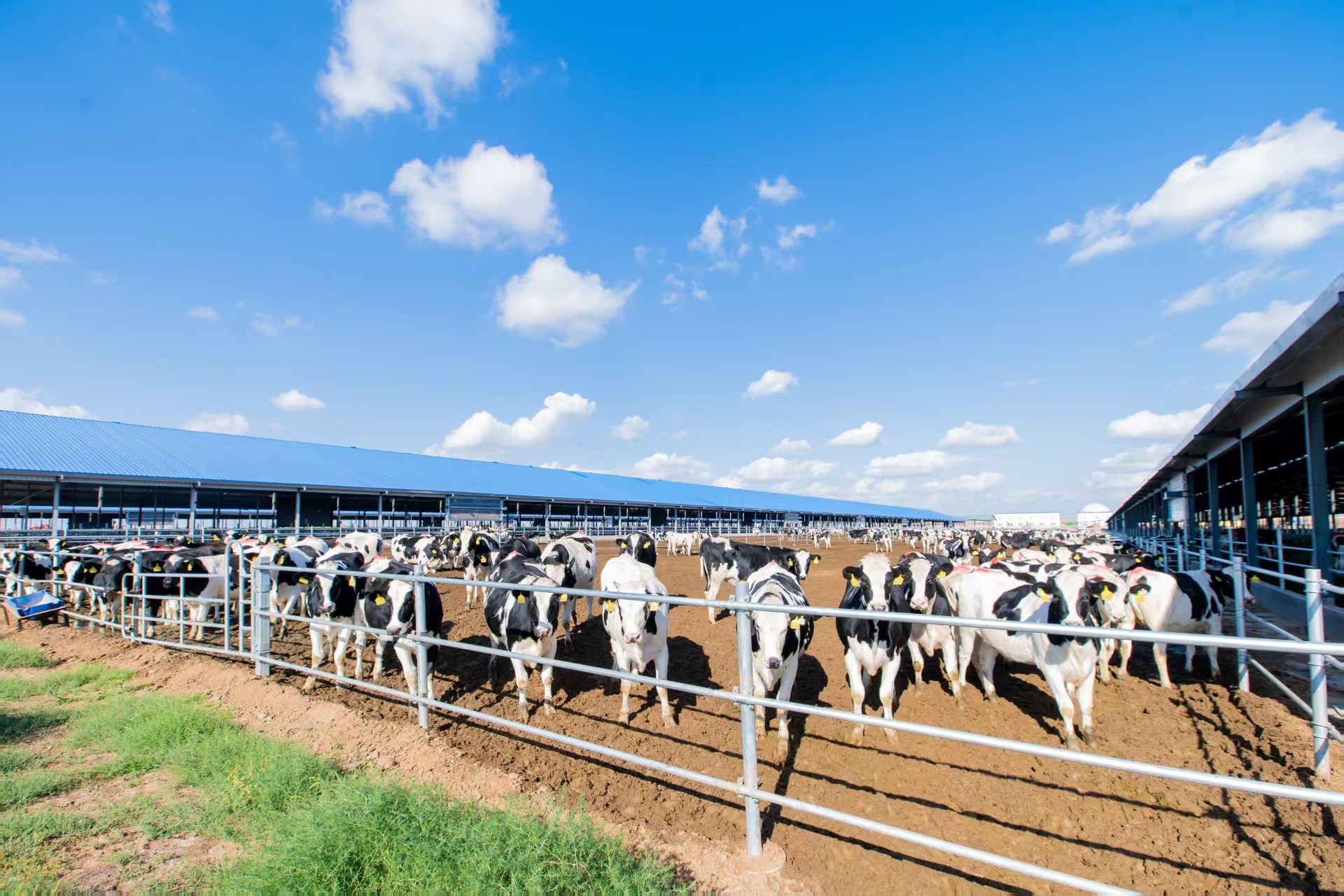 重慶日報：中墾牧乳業(yè)傳承百年匠心彰顯國企擔(dān)當(dāng)